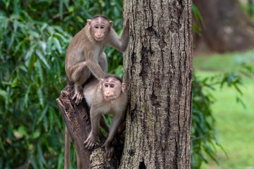Two monkeys playing on the tree branch in the forest showing emotions to other monkey Sanjay Gandhi National Park  Mumbai  Maharashtra India.