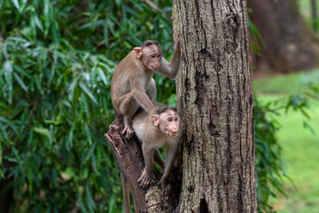 Fototapeta na wymiar Two monkeys playing on the tree branch in the forest showing emotions to other monkey Sanjay Gandhi National Park Mumbai Maharashtra India.
