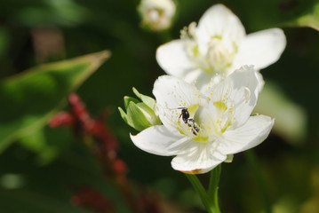 蟻と蜜とウメバチソウ