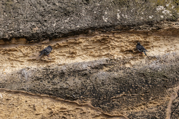 Common Rock Pigeons on Cliff Ledge