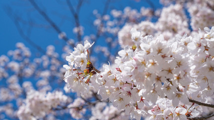桜の花と青空
