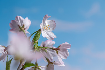 Fototapeta na wymiar 桜の花 クローズアップ
