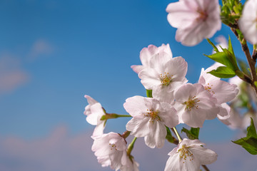 桜の花 クローズアップ