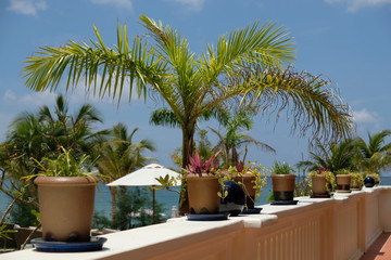 Fototapeta premium Vietnam Phu Quoc - still life plants on terrace railing