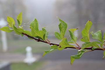  Drops of fog hung on a web in the early autumn morning