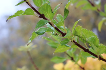  Drops of fog hung on a web in the early autumn morning