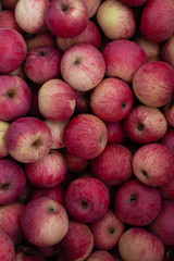 apples uniform background close-up
