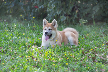 Naklejka na ściany i meble Cute akita inu puppy with lolling tongue is lying on a green grass in the park. Pet animals.