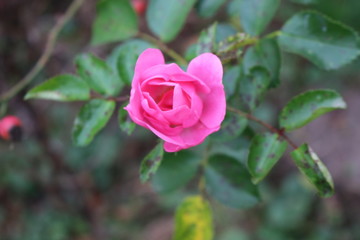  The last autumn rose is beautiful