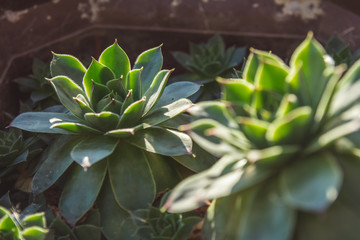 Houseleek plant in a pot, close up shot