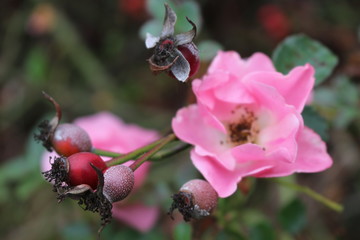  The last autumn rose is beautiful
