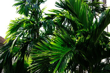 Plakat palm tree on background of blue sky