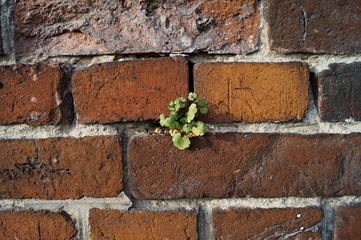 little green plant growing in the middle of a brick wall
