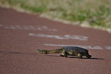 A Long Necked Turtle taken in the wetlands at Madeley, Western Australia