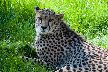 Cheetah relaxing in grass