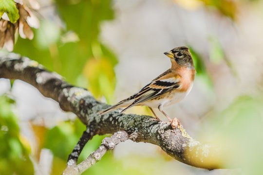 Perching Brambling, An Orange, Black And White Bird Of Finch Family. Blurry Grey, Yellow And Green Background. Autumn Sunny Day In Nature.