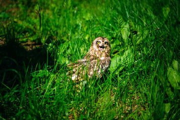 Owl sits in the green grass on sunny day outdoors. Little owl with open beak, close-up.