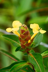 Barleria lupulina Lindl flower in bloom, Asia folk medicines