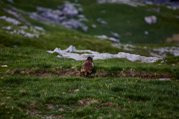Goriz zone. Ordesa and Monte Perdido National Park. Spain