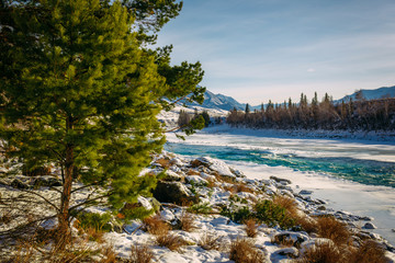 Siberia in winter. Snow-covered mountain valley, blue sky, coniferous trees, picturesque, powerful Katun river. Magnificent winter landscape, space for text.