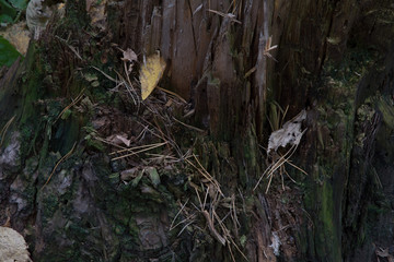 forest, nature, tree, wood, green, leaves, moss, trees, autumn, plant, mushroom, grass, natural, woods, spring, old, leaf, root, trunk, water, bark, park