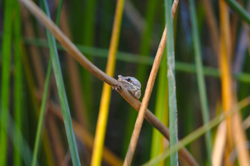 Slender tree frog taken in the wetlands at Madeley, Perth, Western Australia