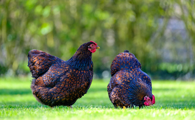 Pair of adult Wyandotte hens seen feeding from grains thrown onto a lawn. The birds, part of a free...