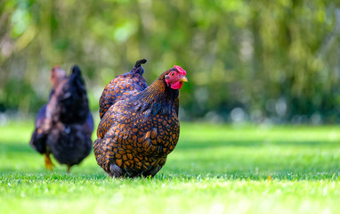 Pair of adult Wyandotte hens seen feeding from grains thrown onto a lawn. The birds, part of a free...