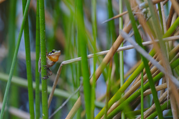 Slender tree frog taken in the wetlands at Madeley, Perth, Western Australia