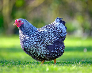 Free-range Wyandotte Hen seen looking for food in a large, rural garden during mid-summer. Part of...