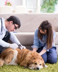 Vet doctor visiting golden retriever dog at home