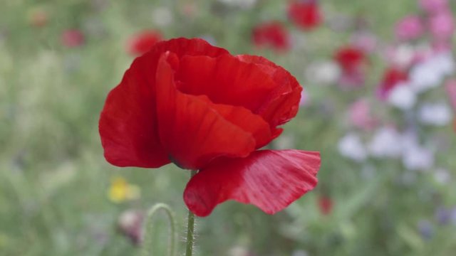 dettaglio di un papavero mosso dal vento in un campo di fiori