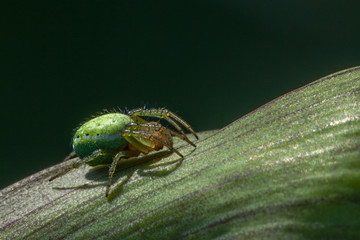 Macro of a tiny green spider on a green plant with copy space