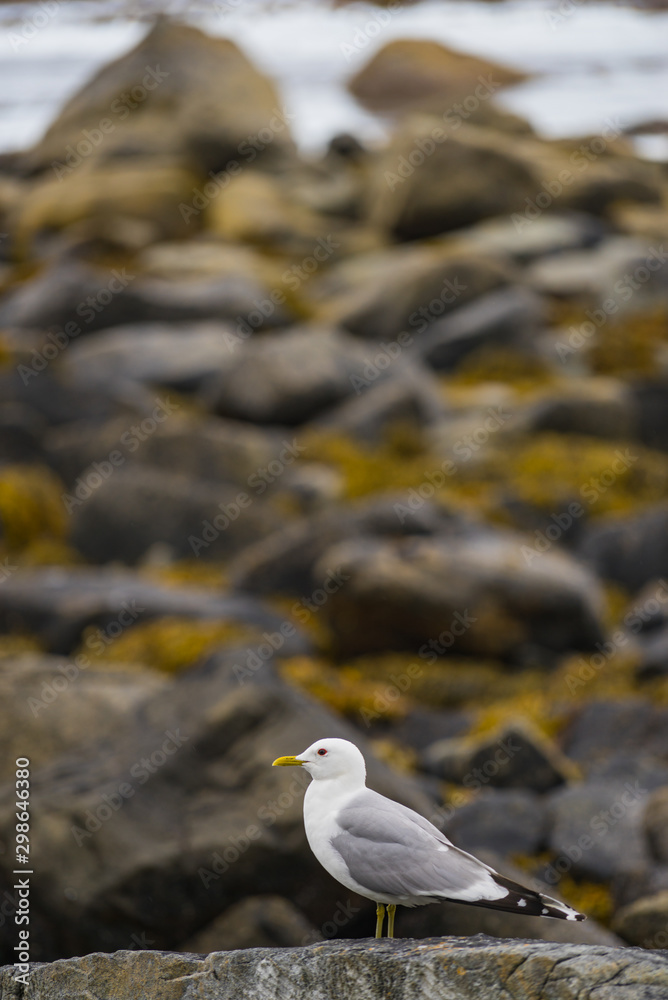 Wall mural seagull on sea fjord shore