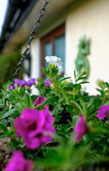 Shallow focus view of a freshly prepared hanging basket, showing the young purple flower detail as seen after a light rain shower. The basket is made of home-made weaves, hanging on a cottage wall.