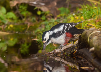  Great Spotted Woodpecker