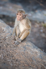 Petit singe sur bord de marche avec regard perdue au Sri lanka