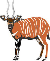 Bongo antelope - Tragelaphus eurycerus - obrazy, fototapety, plakaty