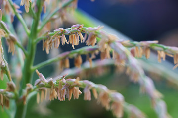 Close up cornflower in corn field