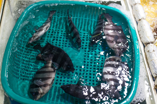striped beakperch, rock bream on the basket