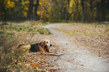 One street dog lie on the grass in cold autumn day.