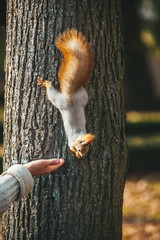A cute red squirrel reaches for the human hand for food