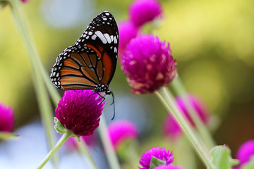 Beautiful butterfly on Globe Amaranth flower in garden, purple flower background