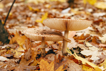 Kiev Ukraine, autumn is an excellent time for going to the forest for mushrooms