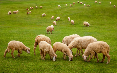 A flock of Sheep eating grass on large green field.