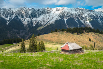 Alpine spring pasture with snowy mountains in background, Transylvania, Romania