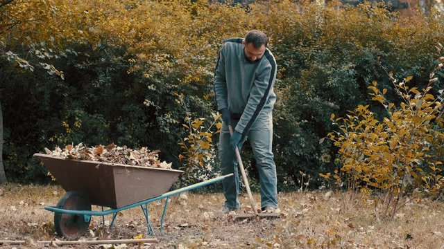 garden worker who is a man raking dry leaves in the garden with a rake and loading them on to a wheelbarrow