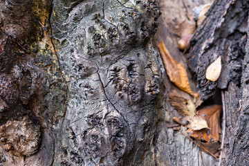 closeup of bark of a tree