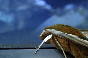 The moss perched on the side of the blue window. Focus on mustaches and eye for background.