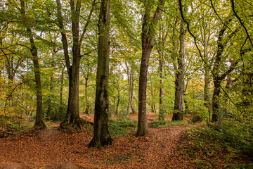 Fototapeta na wymiar Autumn in the woods